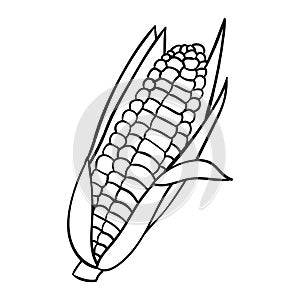 hand drawing corn