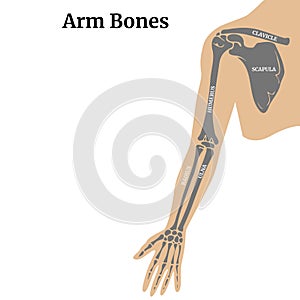 Anatomy of the bones of the arm and shoulder blade.