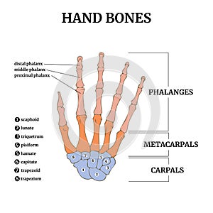 Medical poster with anatomy of the bones of the human hand with descriptions.