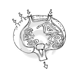 Linear drawing of a human lymph node.