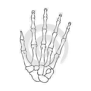 Contour drawing of the bones of the human hand.