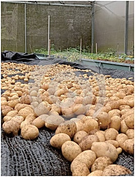 After harvesting the potatoes, they need to be aired so they don't get damp