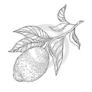 Vector botanic linear illustration with branch of lemon.