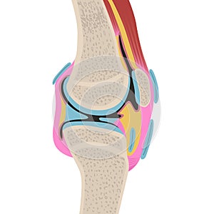 Anatomy of the human knee joint. Sectional view of the leg.