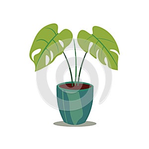 Monstera plant in a pot with flat design style, tropical house plant vector illustration