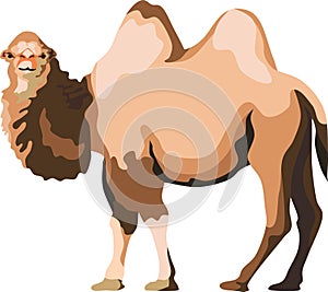 Camel Mammal Farm Animal Vector