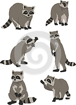 Raccoon movements vector