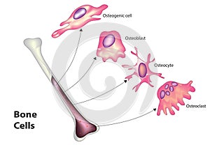 Bone cell classification