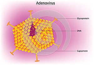 Adenovirus anatomy photo