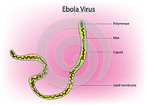 Ebola virus anatomy