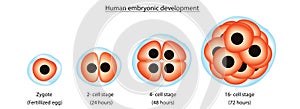 Human embryonic development