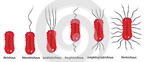 Flagella arrangement