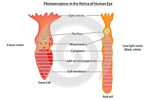 Photoreceptors
