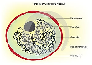 Typical structure of a nucleus