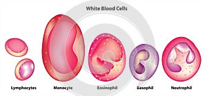 White blood cell classification