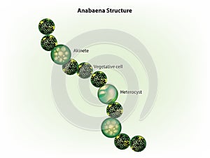 Anabaena