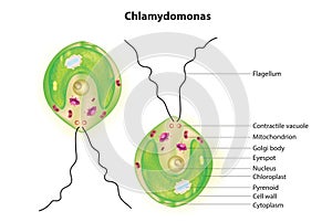 Chlamydomonas