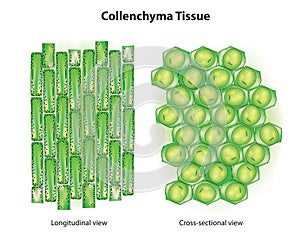 Collenchyma