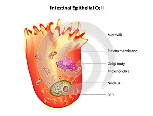Intestinal epithelial cell