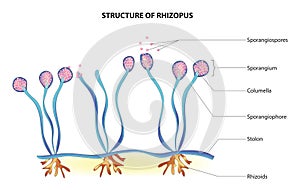 Rhizopus structure