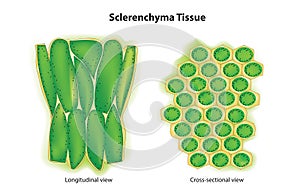 Sclerenchyma tissue