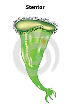 Stentor anatomy