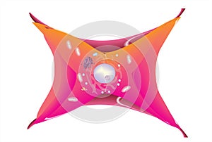 Fibroblast cell anatomy