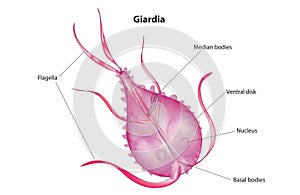 Giardia