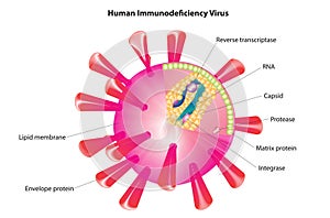 Human immunodeficiency virus diagram