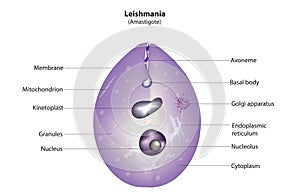 Leishmania amastigote