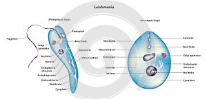 Leishmania