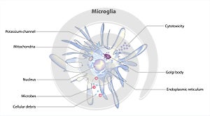 Microglia