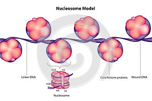Nucleosome