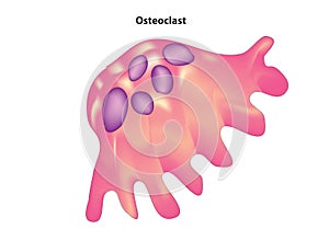 Osteoclast