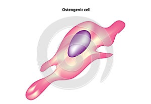 Osteogenic cell