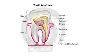 Inside view of tooth