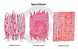 Types of muscle