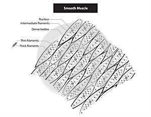 Smooth muscle tissue