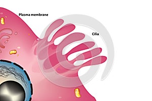 Cilia of cell