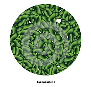 Cyanobacteria