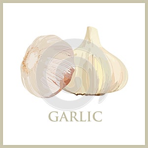 Fresh whole garlic vegetable on white background.