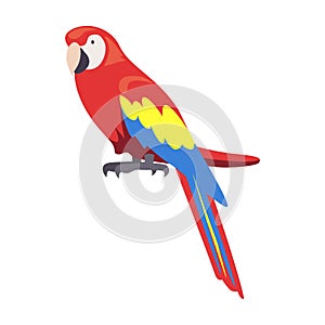 Parrot Macaw Illustration: A colorful cartoon of a tropical bird with vibrant red and blue feathers.