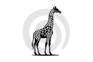Giraffe silhouette vector illustration. Giraffe silhouette illustration Design silhouette icon
