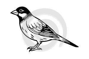 Line art drawing of Silhouette black grosbeak vector art illustration photo