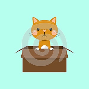 Cute cat in box. Adopt homeless pet