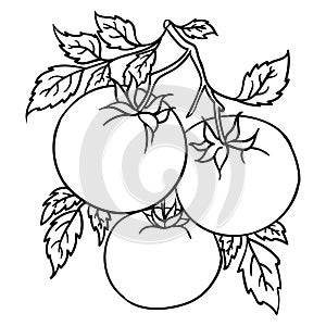 hand drawing style of tomato vector