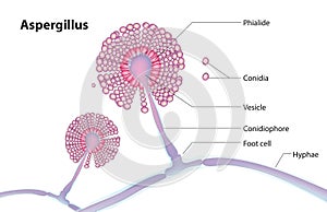 Aspergillus structure
