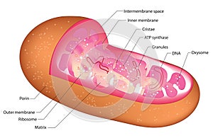 Mitochondrion
