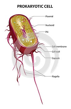 Prokaryotic cell