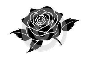 Beautiful flowers vector